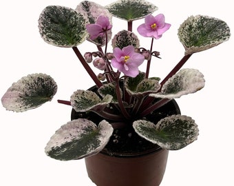 Romance Optimara African Violet 4" Pot - Easy to Grow & Bloom