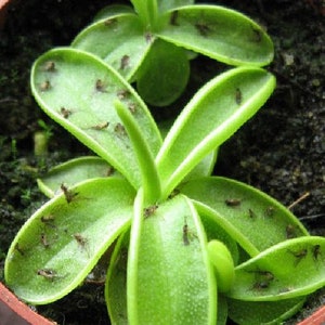 Carnivorous Butterwort Plant - Pinguicula primuliflora - 2" Pot