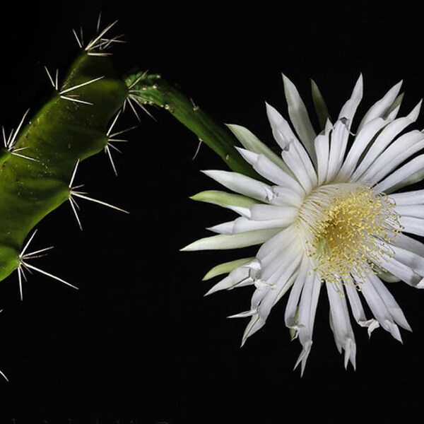 Acanthocereus tetragonus - Night Blooming Cactus - 2.5"  Pot