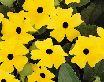 Sunny Yellow Black Eyed Susan Vine - Thunbergia - NEW!  2.5" Pot