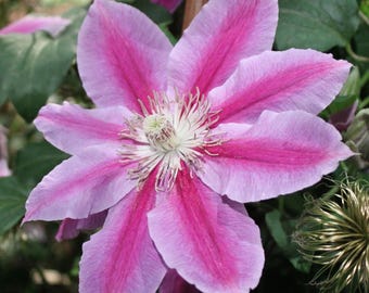Rare Clematis 【enku｜円空】 - 9P Liveplant| Popular