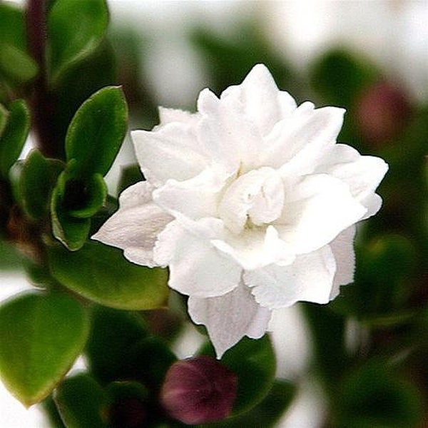 Double White Serissa Tree - 2.5" Pot - House Plant, Fairy Garden Plant, Bonsai