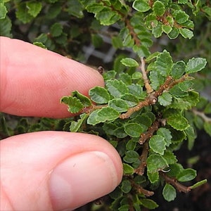 Seiju Dwarf Chinese Elm - Ulmus parvifolia - 2.5" Pot - Fairy Garden/Bonsai