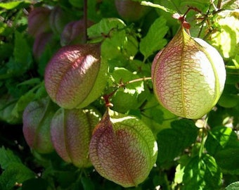 Love In A Puff Balloon Vine 25 Seeds Etsy