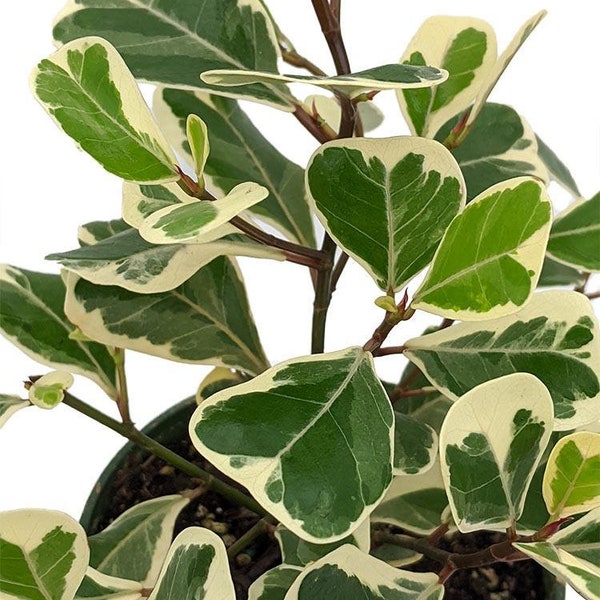 Rare Variegated Triangle Weeping Fig - Ficus triangularis variegata - 6" Pot