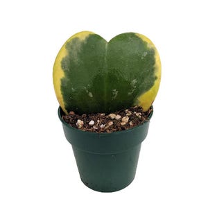 Amazing Creme & Green Sweetheart Waxplant - Hoya kerri -  Easy Succulent -2" Pot