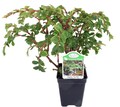 Tiny Pink Begonia Plant - 2.5" Pot - Terrarium/Fairy Garden/House Plant
