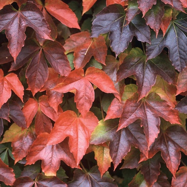 Boston Ivy Plant - Parthenocissus ticuspidata Veitchii - 2.5" Pot