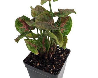 Pink Fairy Arrowhead Plant - Syngonium - Nepthytis - 2.5" Pot - Fairy Garden