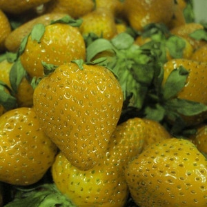 Rare Yellow Wonder Alpine Strawberry - 4 Plants 2.5" Pots - Everbearing