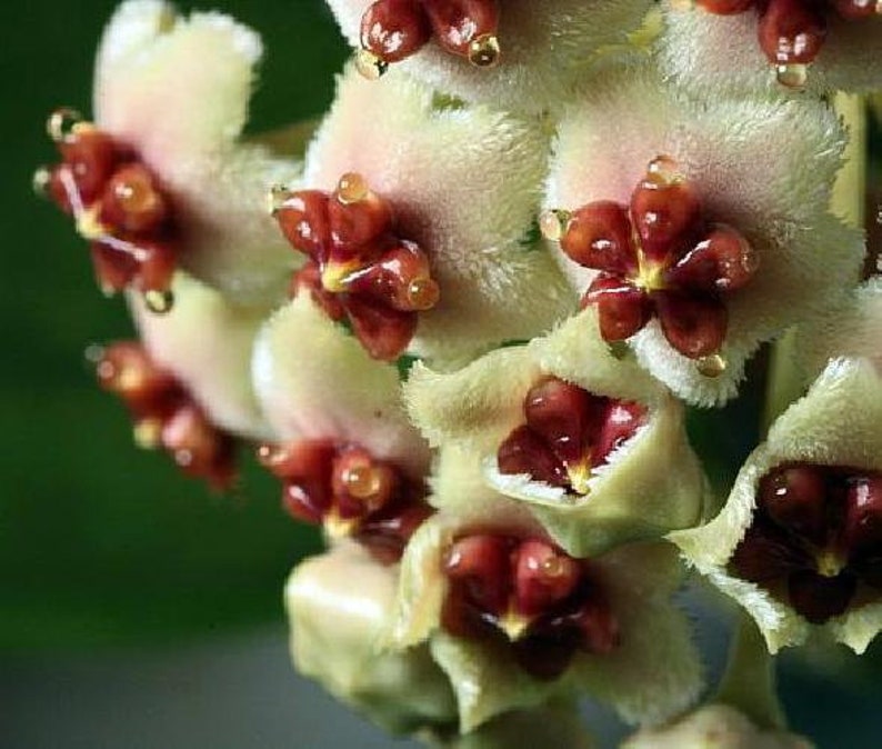 Amazing Sweetheart Waxplant Hoya kerri Easy to Grow House