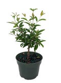 Dwarf Pomegranate Plant - Punica - Bonsai/Houseplant/Outdoors - Edible - 4" Pot