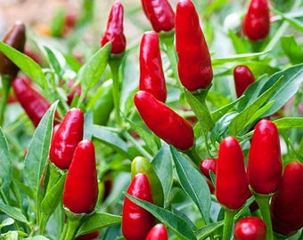 Thai Hot Pepper Plant - 2.5" Pot - Extremely Hot!