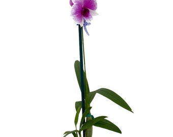 YaYa Victoria Dendrobium Orchid - 2" Pot - Collector Orchids