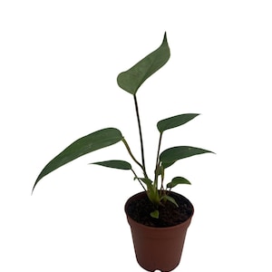 Flowering Flamingo Miniature Anthurium - 2" Pot