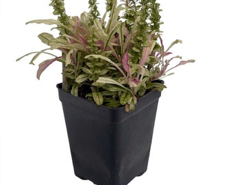 Multicolor Ajuga reptans - 2.5" Pot - Carpet Bugle - Fairy Garden