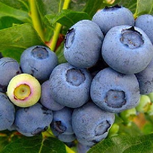 Duke Blueberry Plant - Early Ripening - 2.5" Pot - No Shipping to Washington State or Oregon