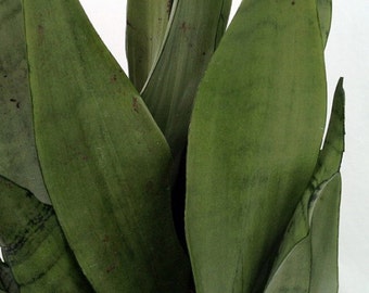 Moonshine Snake Plant - Sanseveria - Almost Impossible to kill - 4" Pot