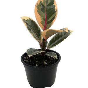 Tineke Rubber Tree Plant - Ficus - NEW yet very OLD! - 4" Pot