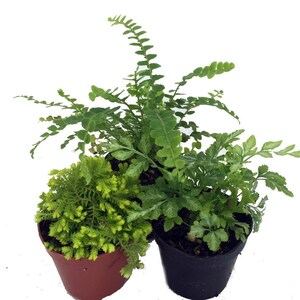 Mini Ferns for Terrariums/Fairy Garden - 3 Different Plants-2" Pots