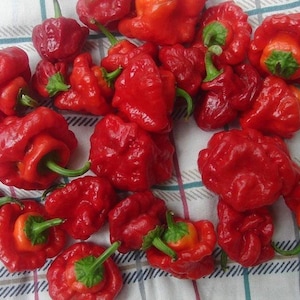 Jamaican Red Scotch Bonnet Hot Pepper Plant - 2.5" Pot