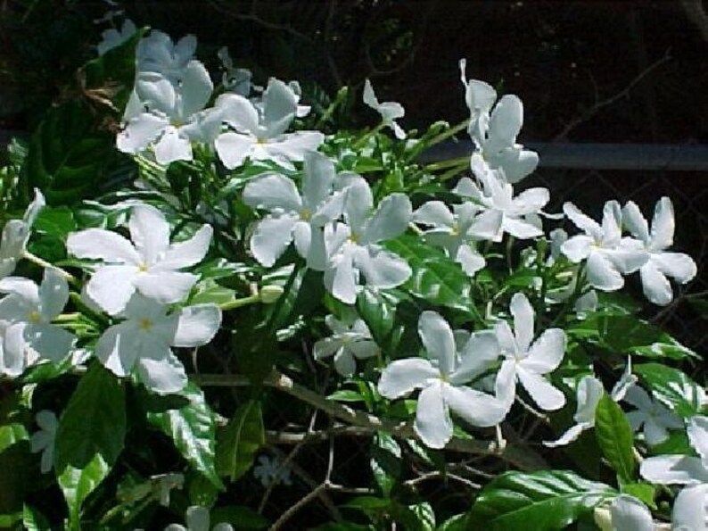 Ohio Grown Arabian Tea Jasmine Plant Maid of Orleans Etsy