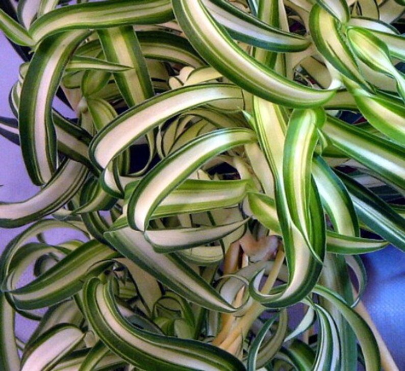 Bonnie Curly Spider Plant Easy to grow Clean Air Plant Etsy