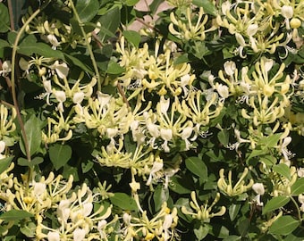 Scentsation Honeysuckle - Proven Winner - Lonicera - Very Fragrant - 4"  Pot