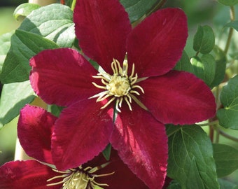 Niobe Clematis Vine -Deep Ruby Red - Majestic - 2.5" Pot