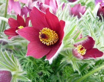 Red Cloak Anemone Pasque Flower - Pulsatilla vulgaris - 15 Seeds - Shade Perennial