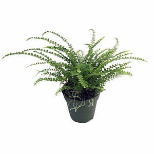 Lemon Button Fern - 3.5&quot; Pot - Nephrolepis cordifolia Duffii - Live Plant