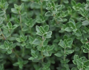 Wedgewood Thyme Plant - Thymus - 3" Pot