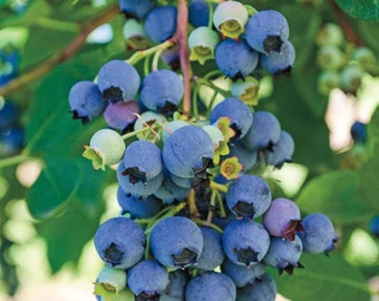 Jersey Highbush Blueberry Plant - Vaccinium - 2.5" Pot - Hardy
