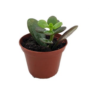 Dwarf Jade Plant - Crassula ovata minor - Succulent - 2.5" Pot