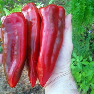 Giant Marconi Pepper Plant - Italian - Sweet Red - 2.5" Pot