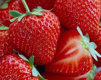 Honeoye Strawberry 10 Bare Root Plants - Extremely Hardy June-Bearing