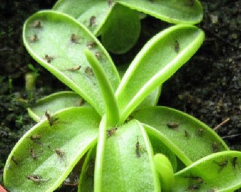 Carnivorous Butterwort Plant - Pinguicula primuliflora - 2" Pot