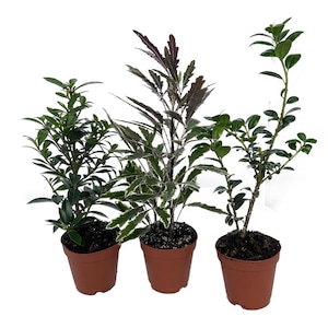 Zen Living Bonsai Assortment - 3 Plants 2&quot; Pots