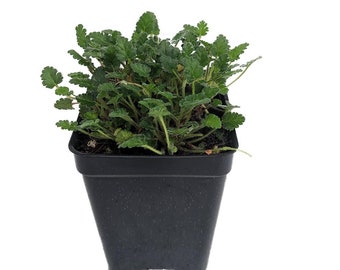 Fairy White Erodium - White Cranesbill / Alpine Geranium -2.5" Pot - Fairy Garden