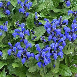 Blue Dragon Perennial 50 Seeds - Dracocephalum