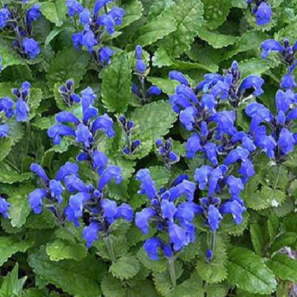 Blue Dragon Perennial 50 Seeds - Dracocephalum