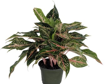 Sparkling Sarah Chinese Evergreen Plant - Aglaonema - Grows in Dim Light -6" Pot
