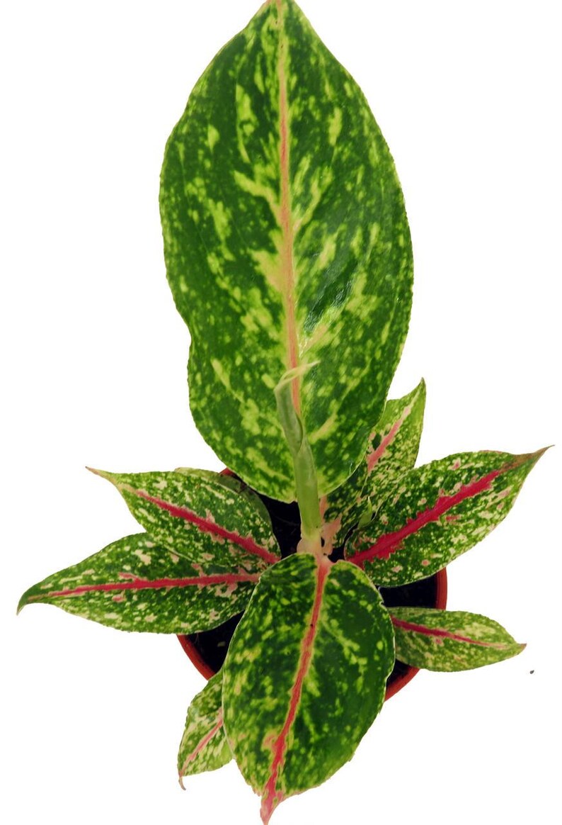 Night Sparkle Chinese Evergreen Plant - Thumbnail 2