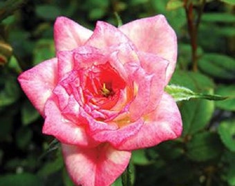 Baby Elizabeth Miniature Rose Bush - Fragrant/Hardy - 2.5" Pot