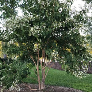 Temple of Bloom® - Seven-Son Flower - 4" pot - Heptacodium - Proven Winners