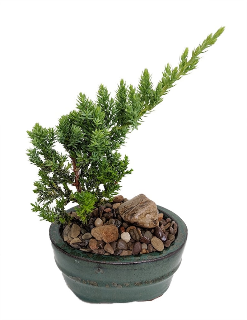 Bonsai Tree Gift Kit plus Live Japanese Juniper Tree