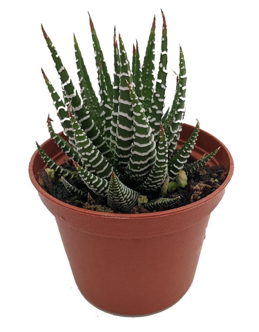 Zebra Plant - Haworthia fasciata - Easy to grow/Hard to kill Succulen…