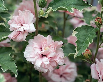 Sugar Tip® Hibiscus Rose of Sharon - Creamy/White Tips - Proven Winners - 4" Pot