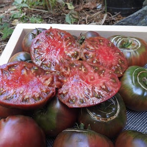 Black Krim Tomato Plant - 2.5" Pot - Delicate Skin/Full Flavor - Heirloom