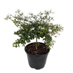 Dwarf Black Olive Tree - Indoors or Out - 4" pot - Bucida spinosa